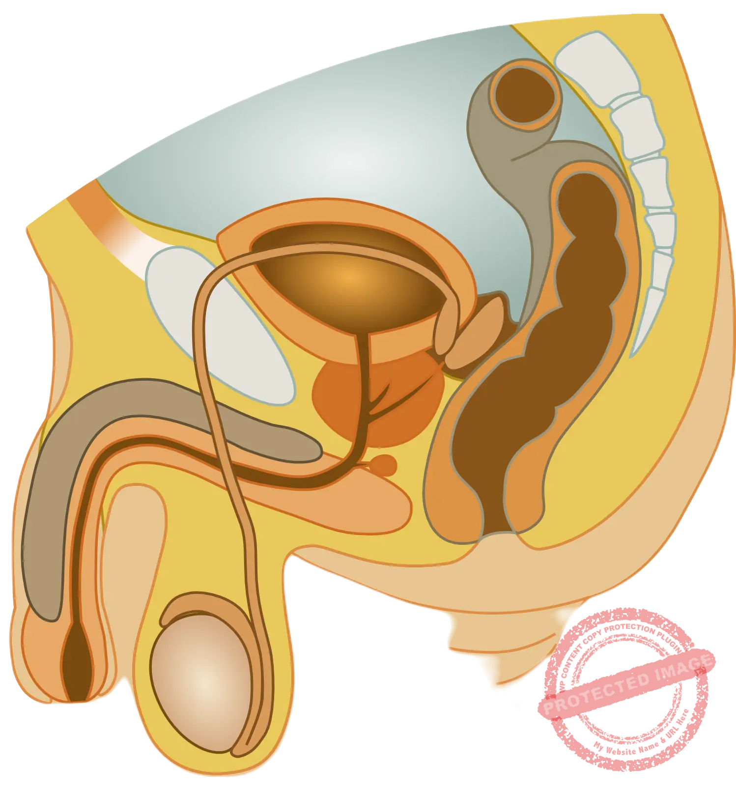 Male health issues are treated effectively by specialists with care at HomeopathyOne.