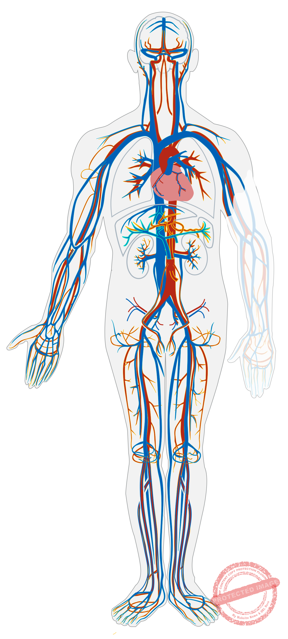Heart and Blood vessels diseases are treated effectively by specialists with care at HomeopathyOne.