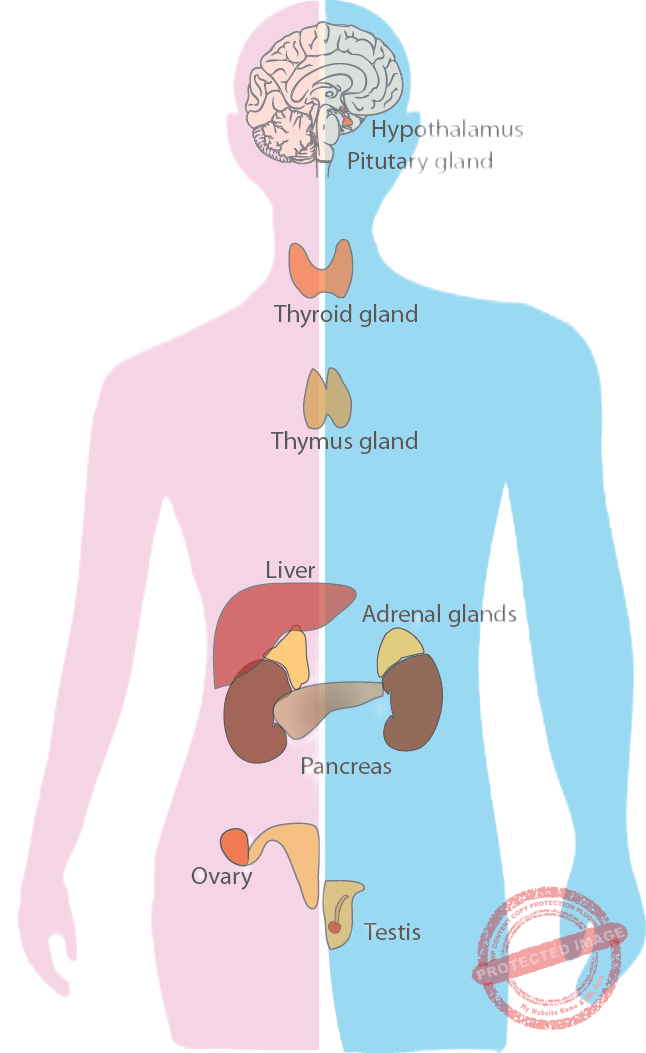 Hormonal issues and metabolic disorders are treated effectively by specialists with care at HomeopathyOne.
