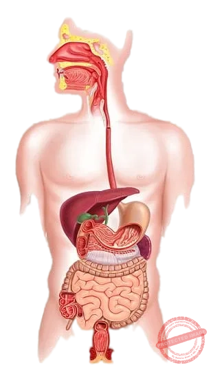 Digestive disorders, Liver and Gall Bladder issues are treated effectively by specialists with care at HomeopathyOne.