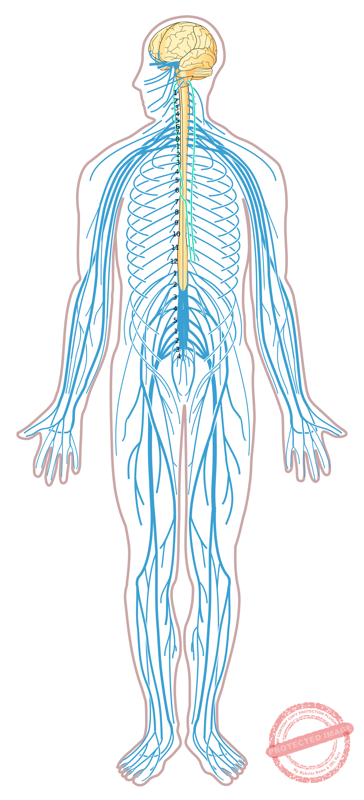 Brain, Spine and Nerve issues are treated effectively by specialists with care at HomeopathyOne.