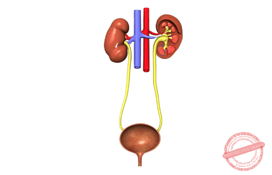 Kidney and Urinary system issues are treated with exemplary outcomes.